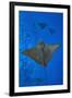 Spotted eagle rays swimming above reef drop off, Maldives-Alex Mustard-Framed Photographic Print