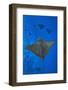 Spotted eagle rays swimming above reef drop off, Maldives-Alex Mustard-Framed Photographic Print