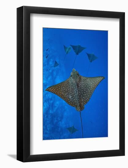 Spotted eagle rays swimming above reef drop off, Maldives-Alex Mustard-Framed Photographic Print