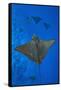 Spotted eagle rays swimming above reef drop off, Maldives-Alex Mustard-Framed Stretched Canvas