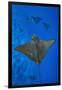 Spotted eagle rays swimming above reef drop off, Maldives-Alex Mustard-Framed Photographic Print