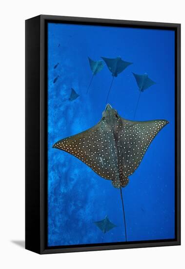 Spotted eagle rays swimming above reef drop off, Maldives-Alex Mustard-Framed Stretched Canvas