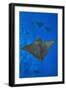 Spotted eagle rays swimming above reef drop off, Maldives-Alex Mustard-Framed Photographic Print