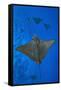 Spotted eagle rays swimming above reef drop off, Maldives-Alex Mustard-Framed Stretched Canvas