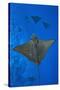 Spotted eagle rays swimming above reef drop off, Maldives-Alex Mustard-Stretched Canvas