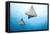 Spotted Eagle Rays-Michele Westmorland-Framed Stretched Canvas