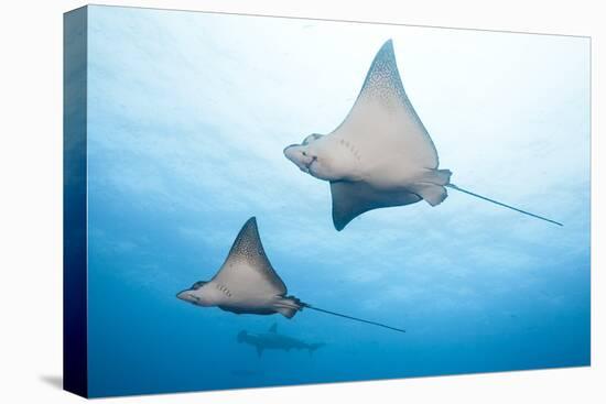 Spotted Eagle Rays-Michele Westmorland-Stretched Canvas