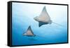 Spotted Eagle Rays-Michele Westmorland-Framed Stretched Canvas