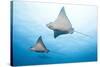 Spotted Eagle Rays-Michele Westmorland-Stretched Canvas