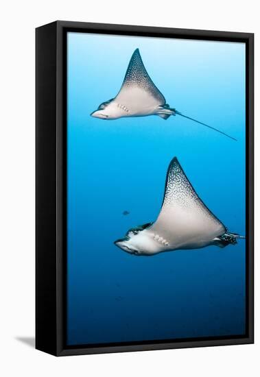 Spotted Eagle Rays-Michele Westmorland-Framed Stretched Canvas