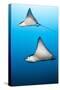 Spotted Eagle Rays-Michele Westmorland-Stretched Canvas