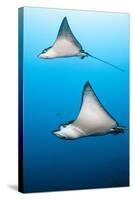 Spotted Eagle Rays-Michele Westmorland-Stretched Canvas