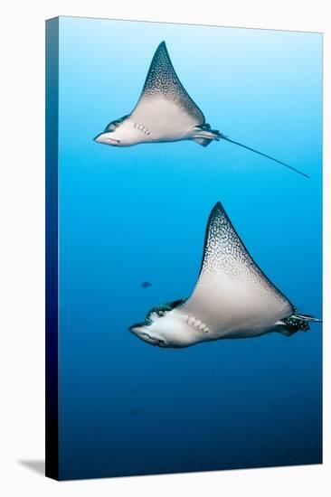 Spotted Eagle Rays-Michele Westmorland-Stretched Canvas