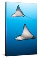 Spotted Eagle Rays-Michele Westmorland-Stretched Canvas