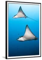 Spotted Eagle Rays-Michele Westmorland-Framed Premium Photographic Print