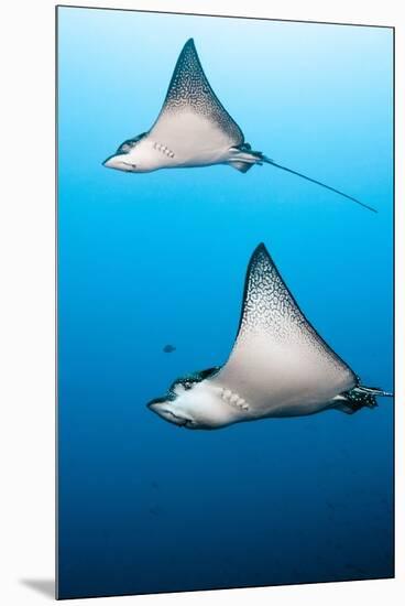 Spotted Eagle Rays-Michele Westmorland-Mounted Premium Photographic Print