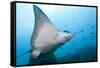 Spotted Eagle Rays-Michele Westmorland-Framed Stretched Canvas