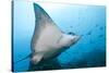 Spotted Eagle Rays-Michele Westmorland-Stretched Canvas