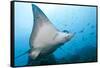 Spotted Eagle Rays-Michele Westmorland-Framed Stretched Canvas