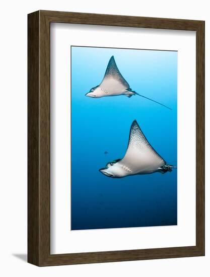 Spotted Eagle Rays-Michele Westmorland-Framed Photographic Print