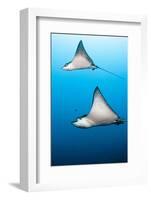 Spotted Eagle Rays-Michele Westmorland-Framed Photographic Print