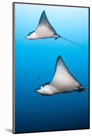 Spotted Eagle Rays-Michele Westmorland-Mounted Photographic Print