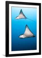 Spotted Eagle Rays-Michele Westmorland-Framed Photographic Print