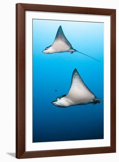 Spotted Eagle Rays-Michele Westmorland-Framed Photographic Print