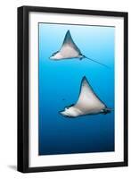 Spotted Eagle Rays-Michele Westmorland-Framed Photographic Print