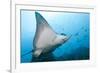 Spotted Eagle Rays-Michele Westmorland-Framed Photographic Print