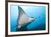 Spotted Eagle Rays-Michele Westmorland-Framed Photographic Print