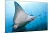 Spotted Eagle Rays-Michele Westmorland-Mounted Photographic Print