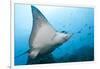 Spotted Eagle Rays-Michele Westmorland-Framed Photographic Print