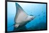 Spotted Eagle Rays-Michele Westmorland-Framed Photographic Print