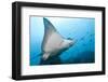 Spotted Eagle Rays-Michele Westmorland-Framed Photographic Print