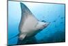 Spotted Eagle Rays-Michele Westmorland-Mounted Photographic Print