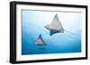 Spotted Eagle Rays-Michele Westmorland-Framed Photographic Print