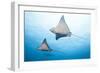 Spotted Eagle Rays-Michele Westmorland-Framed Photographic Print