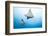 Spotted Eagle Rays-Michele Westmorland-Framed Photographic Print