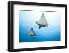 Spotted Eagle Rays-Michele Westmorland-Framed Photographic Print