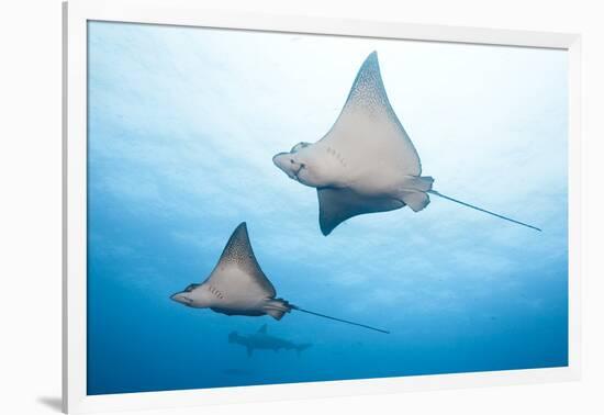 Spotted Eagle Rays-Michele Westmorland-Framed Photographic Print