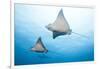 Spotted Eagle Rays-Michele Westmorland-Framed Photographic Print