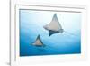 Spotted Eagle Rays-Michele Westmorland-Framed Photographic Print