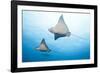 Spotted Eagle Rays-Michele Westmorland-Framed Photographic Print