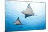 Spotted Eagle Rays-Michele Westmorland-Mounted Photographic Print