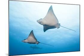 Spotted Eagle Rays-Michele Westmorland-Mounted Photographic Print