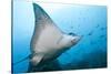 Spotted Eagle Rays-Michele Westmorland-Stretched Canvas