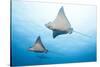 Spotted Eagle Rays-Michele Westmorland-Stretched Canvas