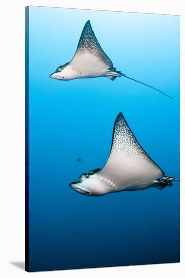 Spotted Eagle Rays-Michele Westmorland-Stretched Canvas