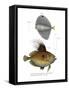 Spotted Fanfish-null-Framed Stretched Canvas